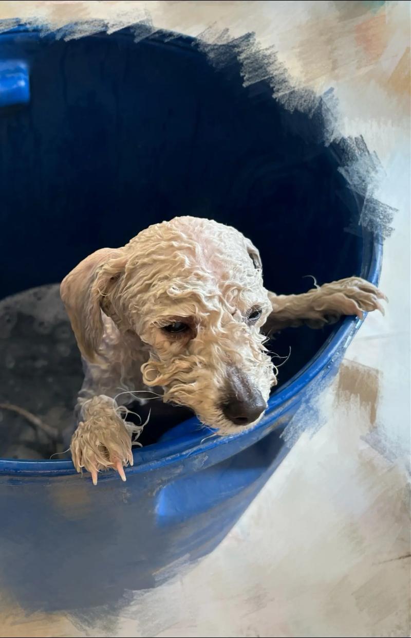 狗狗天天洗澡可以吗