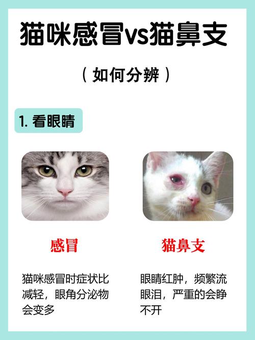 猫鼻支与普通感冒的区别