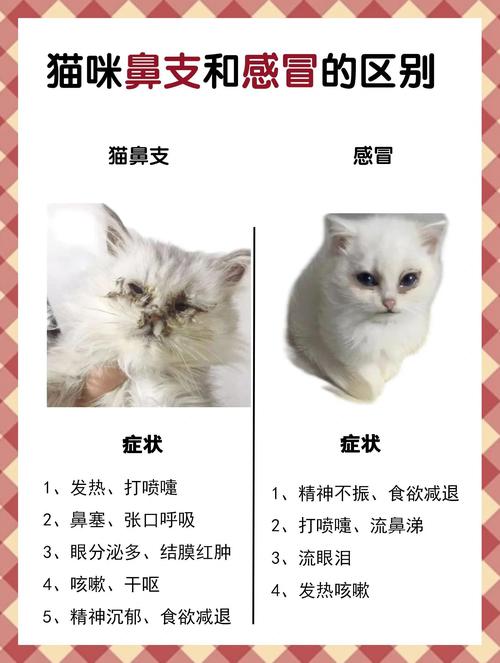 猫感冒和猫鼻支的区别!建议收藏!