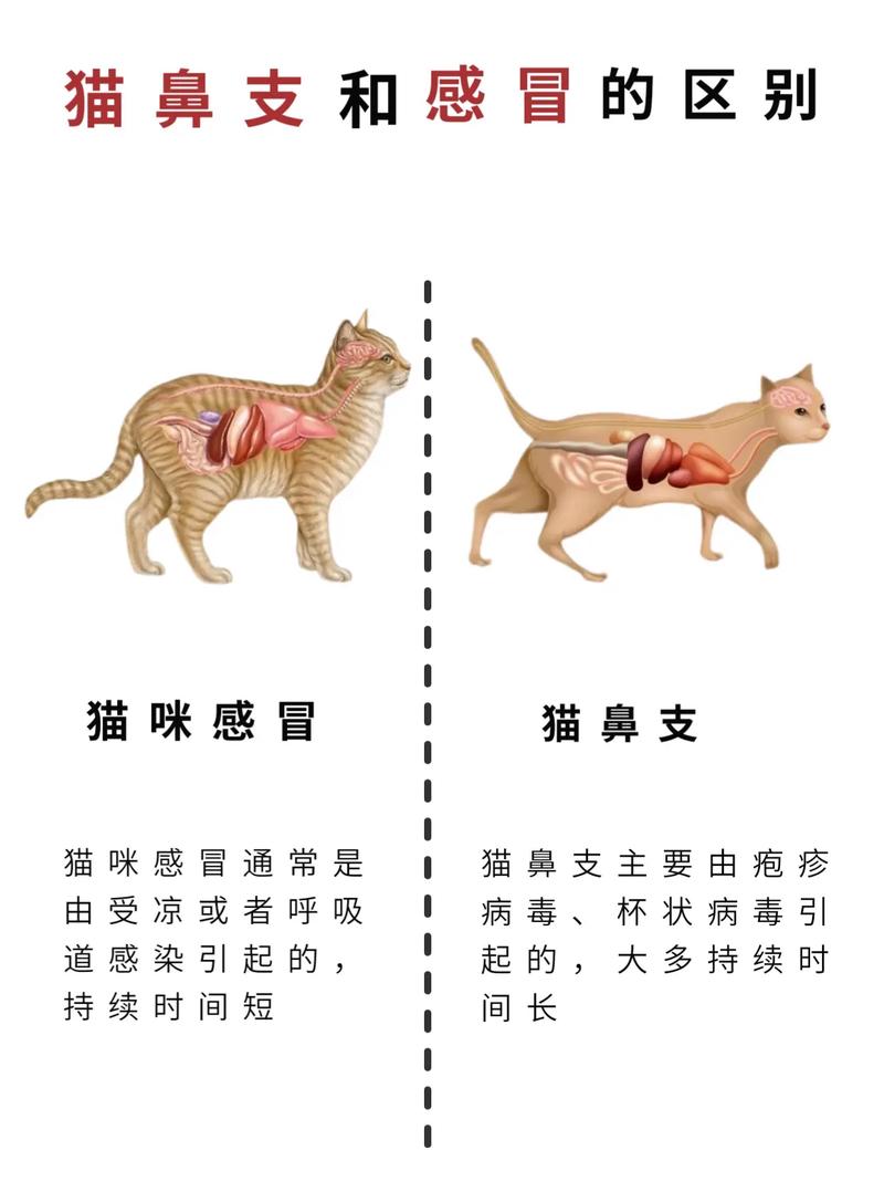 怎么区分猫鼻支和感冒