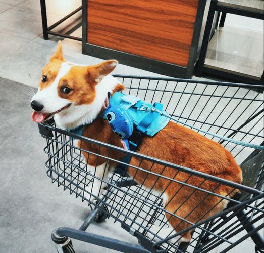 超市可以带狗狗进去吗