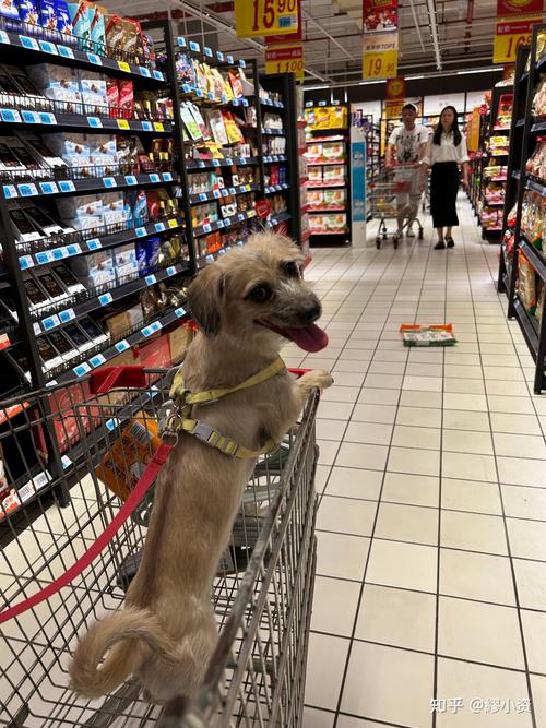 为什么狗狗不能逛超市