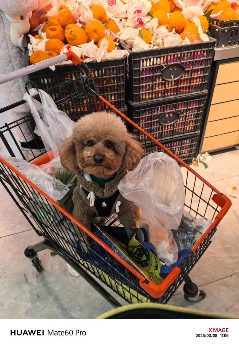 不能带狗狗去哪些场所