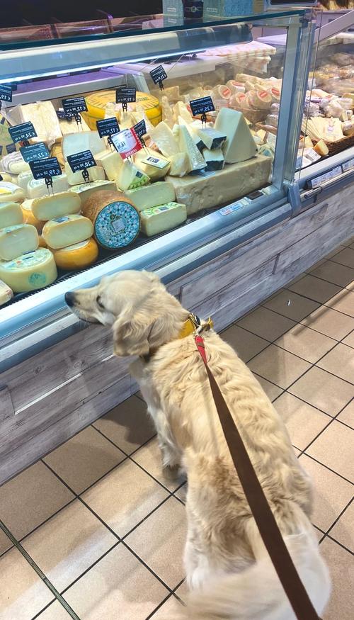 狗狗能进超市吗