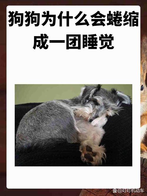 狗狗为什么喜欢盘起来睡觉