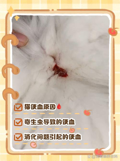 猫咪大便正常但是带血