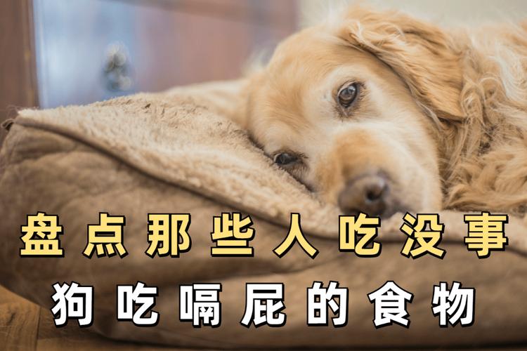 人吃了没事,狗吃了会嗝屁的食物!
