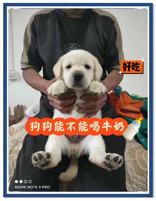 比熊不喂牛奶的5_个原因!