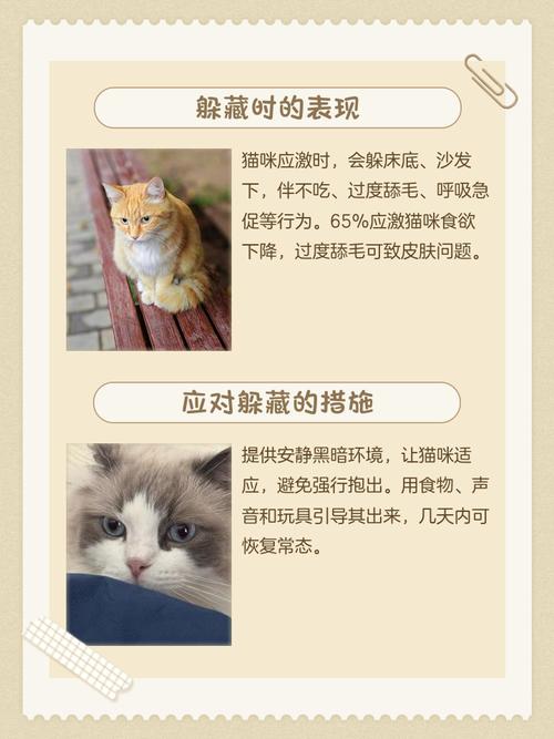 猫咪生病了躲起来了怎么办