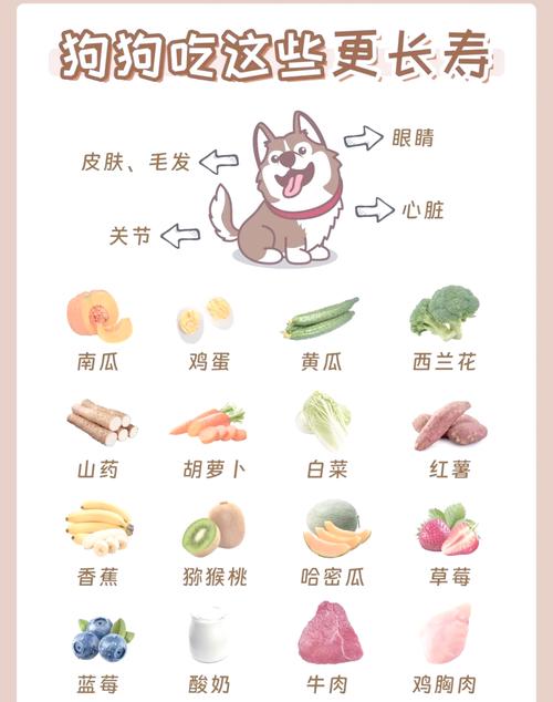 狗狗除了狗粮之外有必要再吃零食吗?