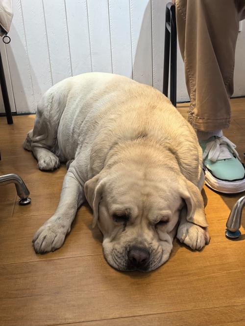 什么牌子的狗零食比较安全啊,有推荐的狗狗零食品牌吗?