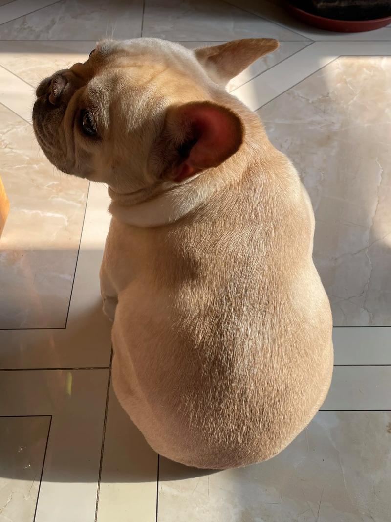 狗狗的食物禁忌要注意!_