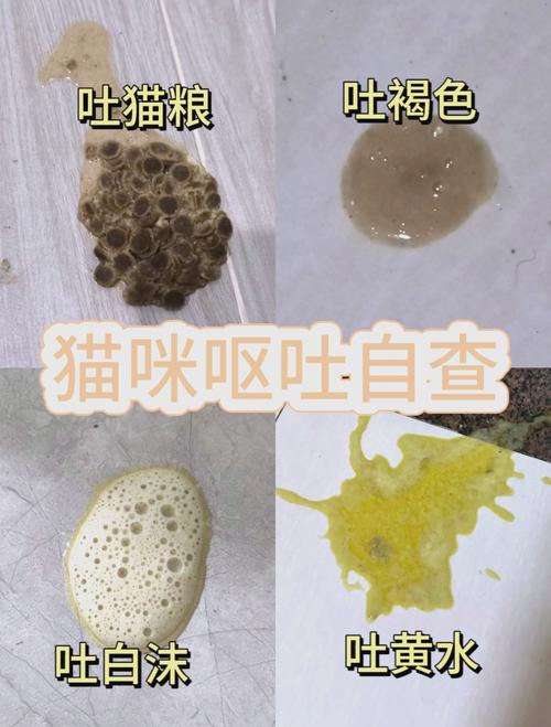 猫咪呕吐透明液体是怎么回事儿?