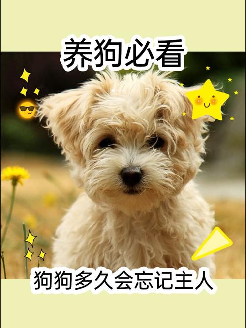 狗狗送人了多久会忘记旧的主人