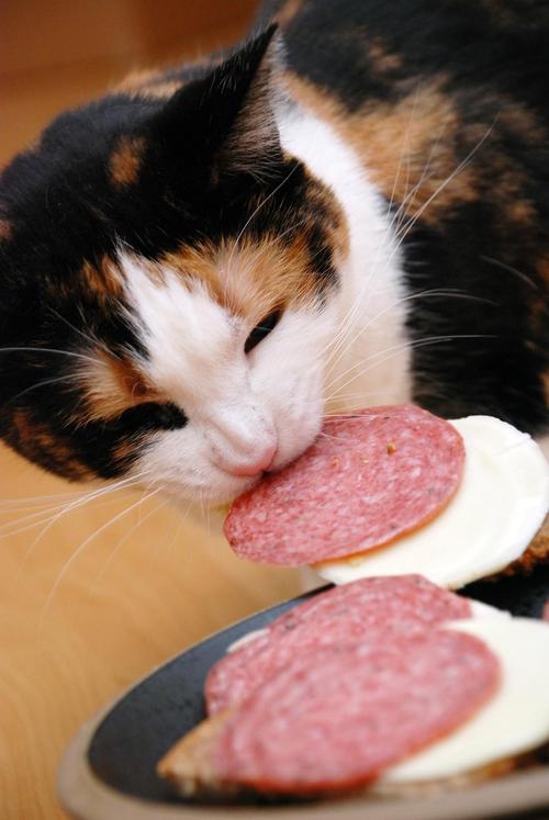 猫能吃火腿肠吗