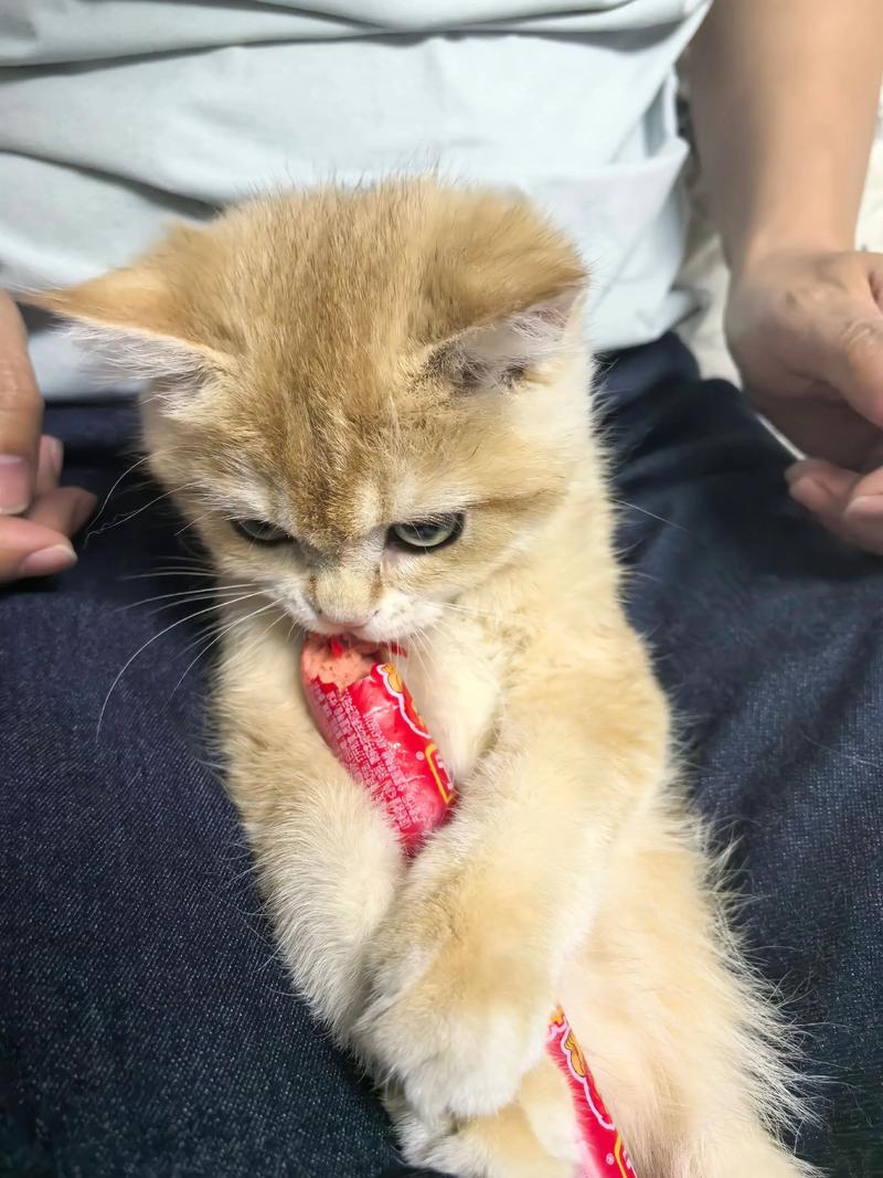 猫偶尔吃一次火腿肠可以吗,会不会吃了拉肚子?