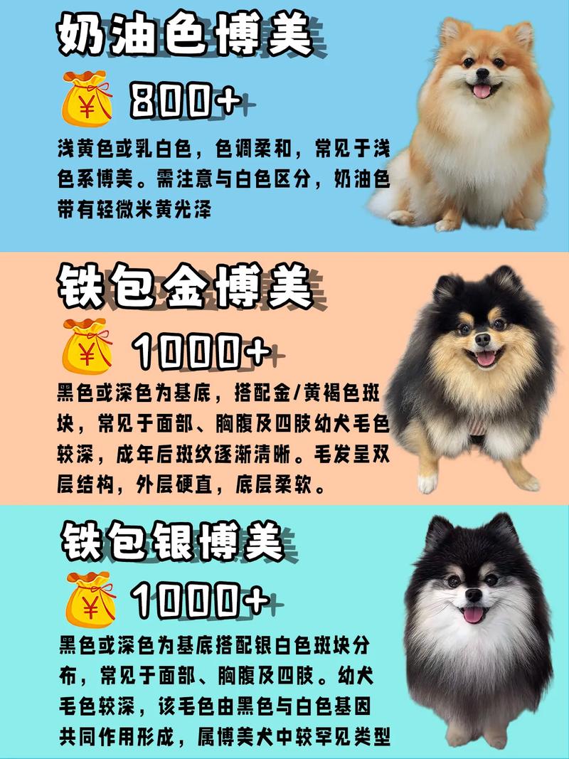 博美犬多少钱一只