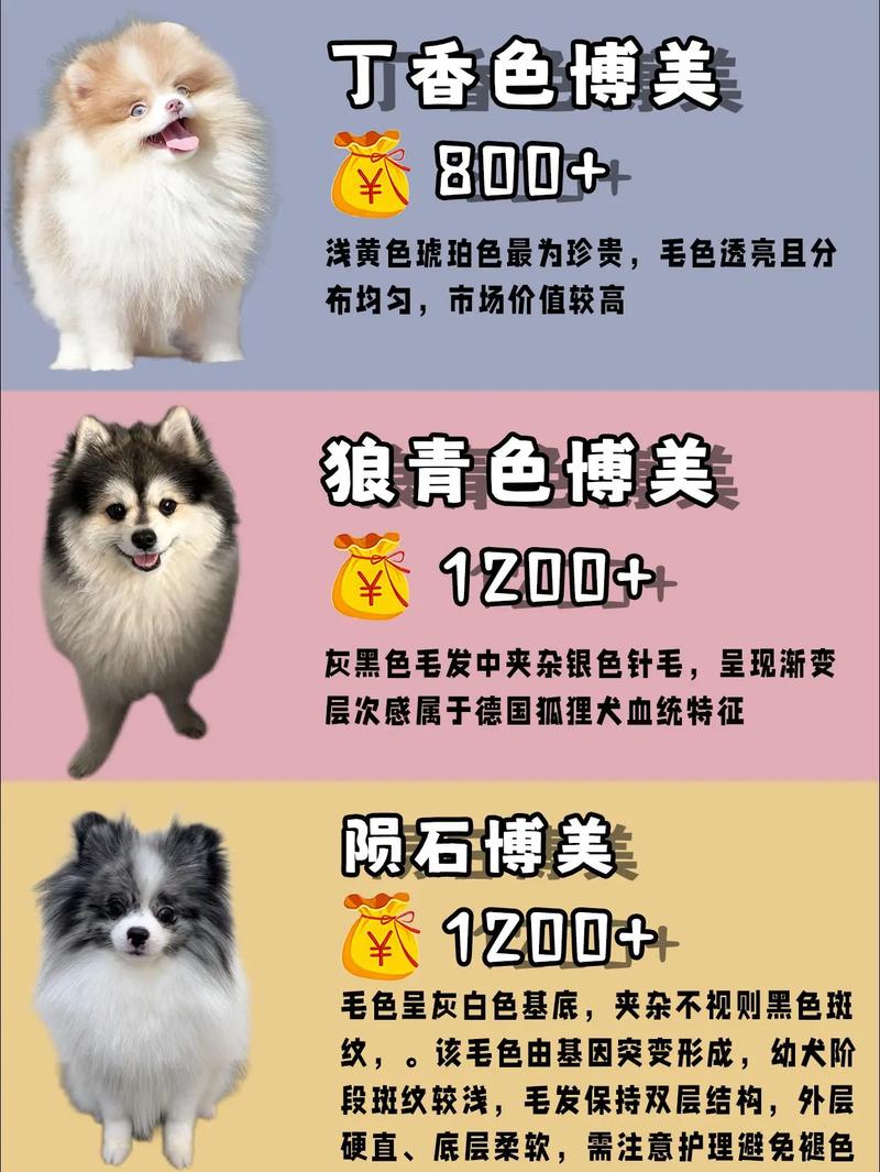 纯种博美犬多少钱一只