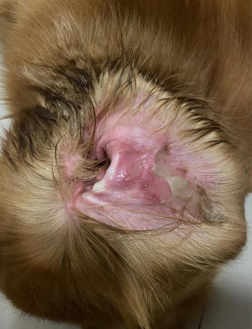 我家狗狗耳朵好像很痒它一直挠边挠边叫,我看了它耳朵里面没有什么东西不...