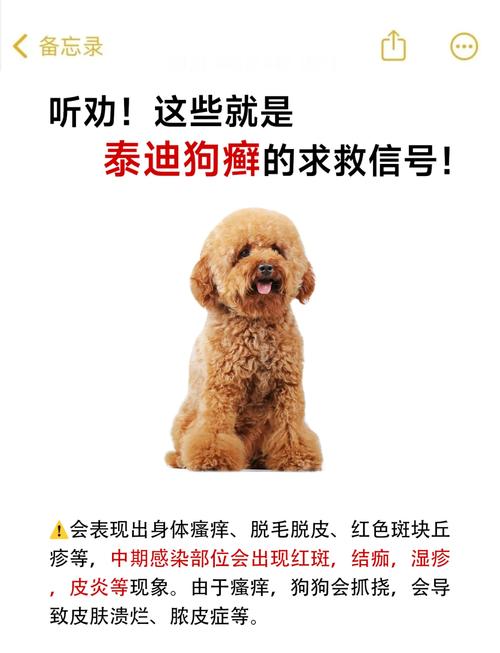 狗狗耳朵很干净但是一直挠