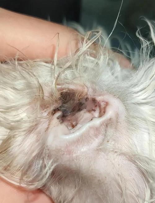 狗耳朵很干净还是挠