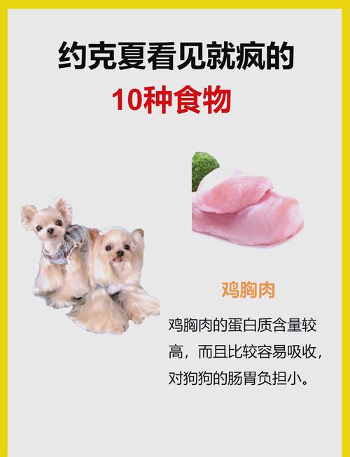 约克夏多大吃干狗粮