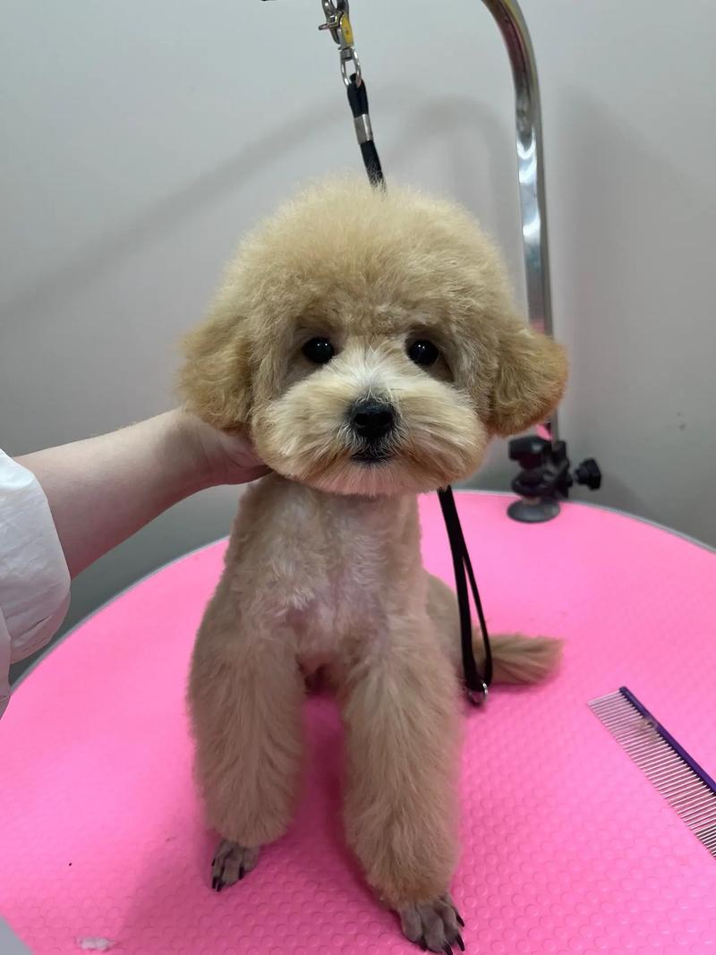 比熊什么时候第一次剃毛比较好