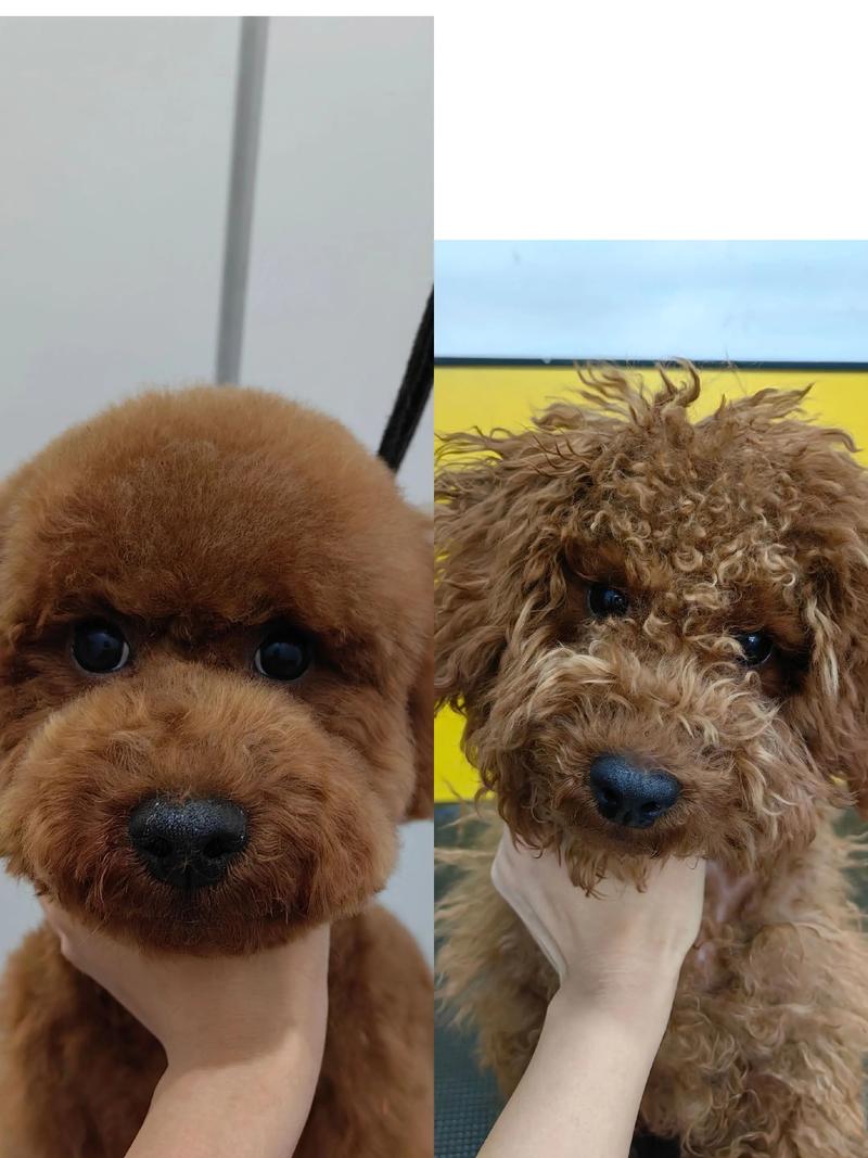 什么时候给狗狗剪毛