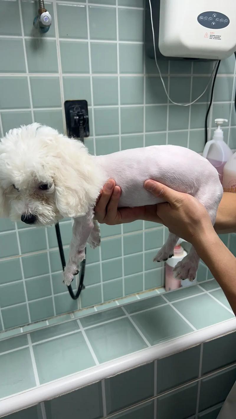 狗狗剃完胎毛什么讲究