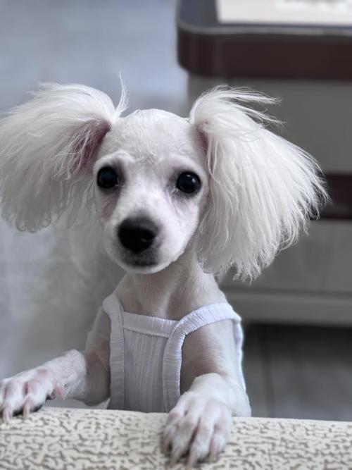 比熊几个月剃胎毛