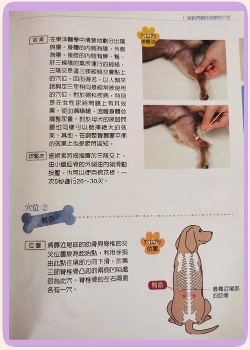 狗狗膀胱按压排尿法视频