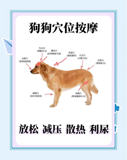 狗狗膀胱按压排尿法