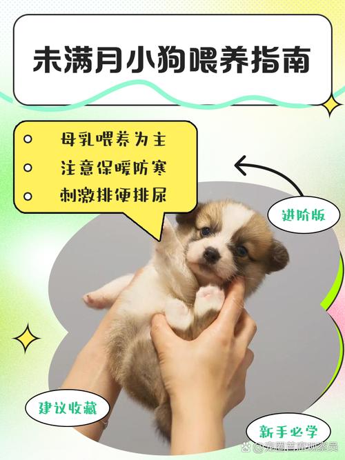 没满月的小狗怎么喂养