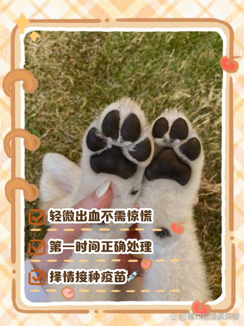 狗狗脚划伤出血止不住怎么办