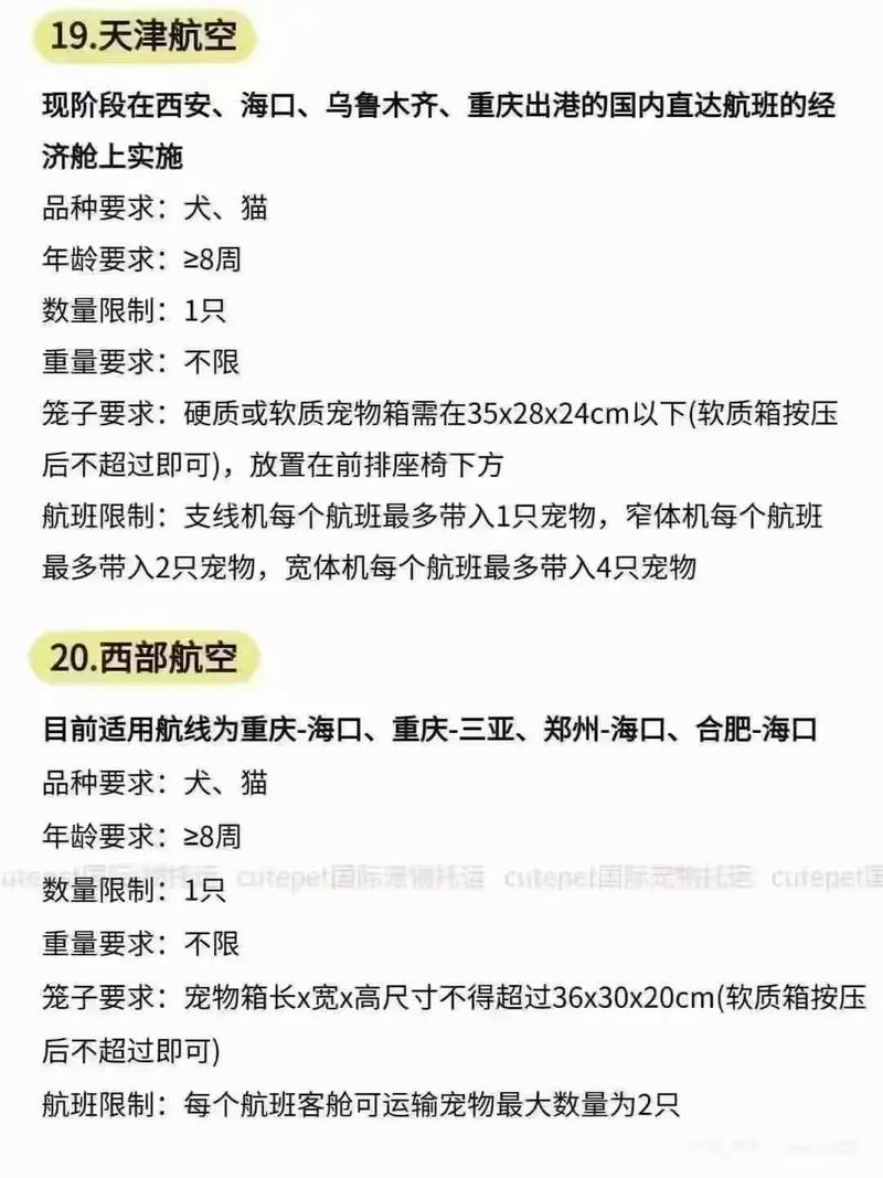 飞机上可带猫咪吗