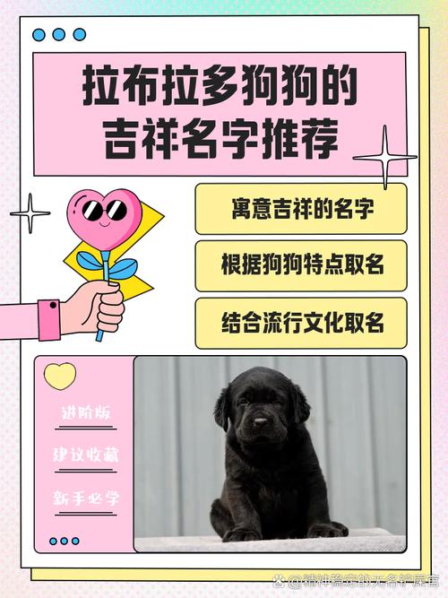 公犬名字大全霸气