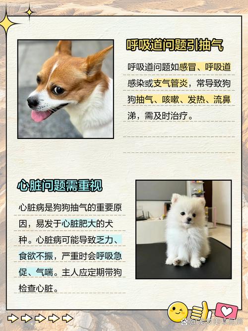 狗狗像哮喘一样抽气