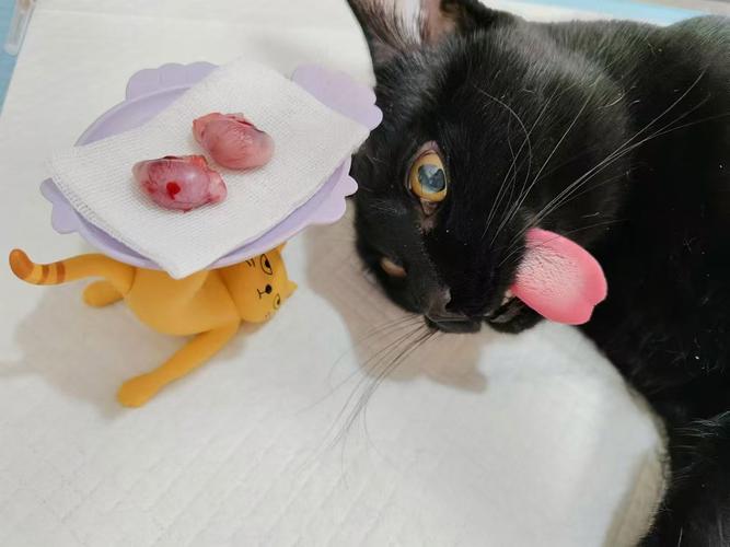 猫咪下了一个崽多会儿可以绝育