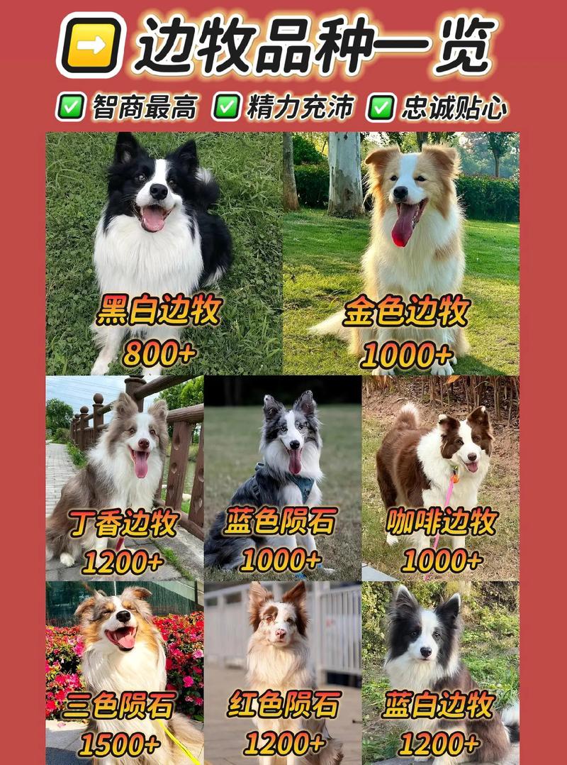 为什么说边牧是智商排名第一的狗狗?