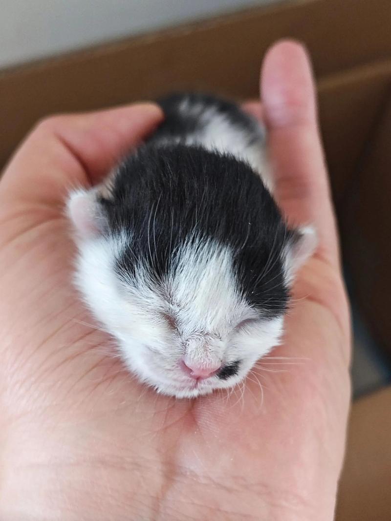 没有睁眼的小奶猫能养活吗?