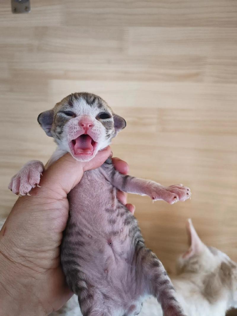 才知道刚出生的小猫咪是这样子感知世界的