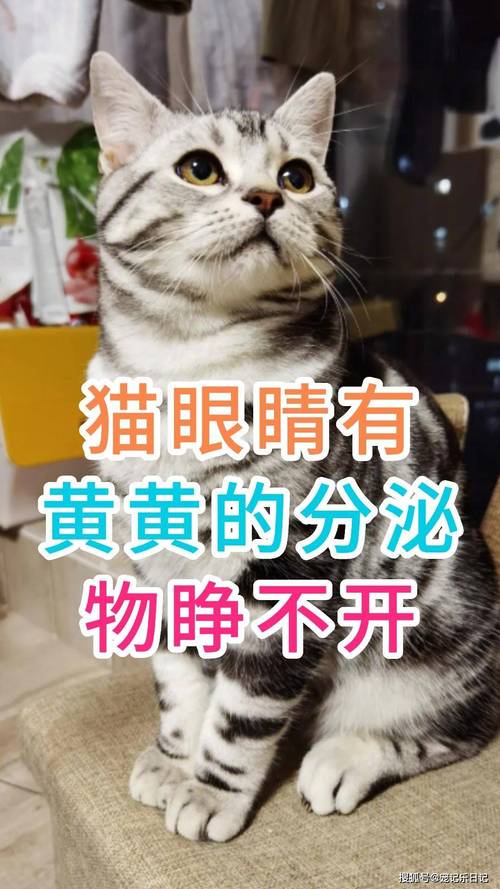 10天的小猫咪眼睛睁不开粘在一起,15天小猫眼睛分泌物多粘连