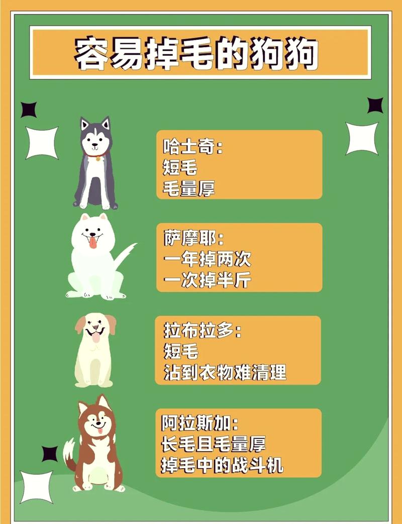 泰迪掉毛局部变秃是为什么