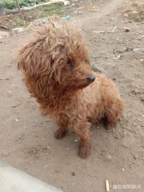 泰迪夏天掉毛要警惕四种病