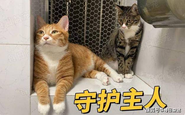 猫咪冬天会发情吗