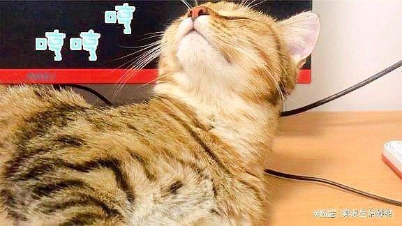 猫咪冬天发情吗