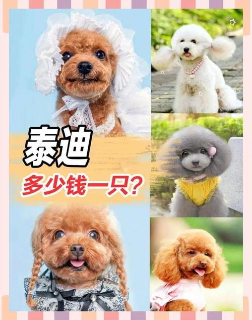 西高地白梗剪一次毛多少钱