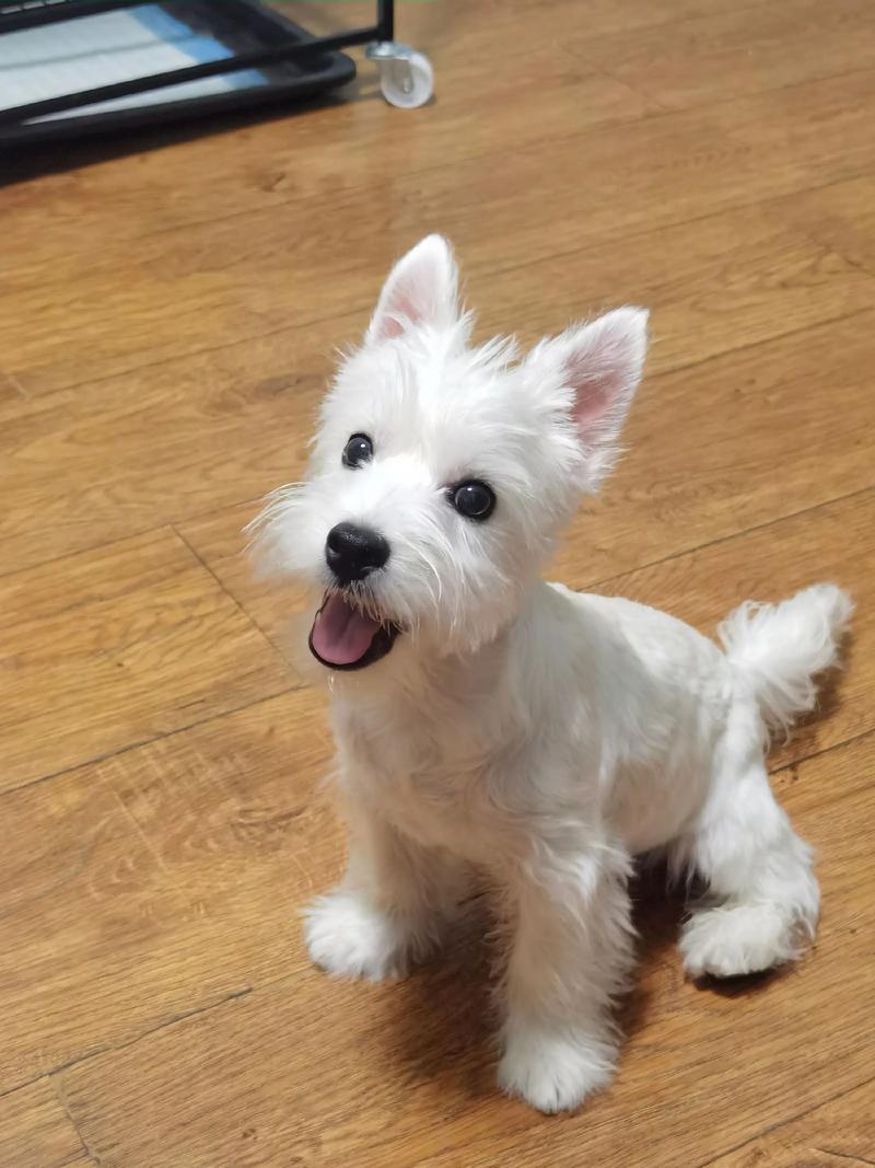 给狗狗洗澡剪毛多少钱