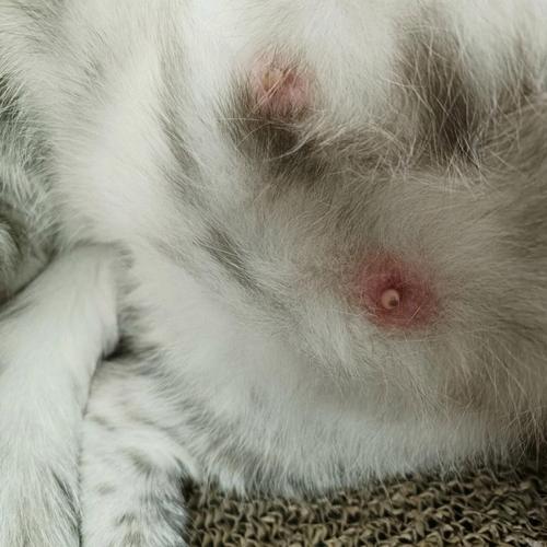 为什么猫怀孕三十天乳头又不红了