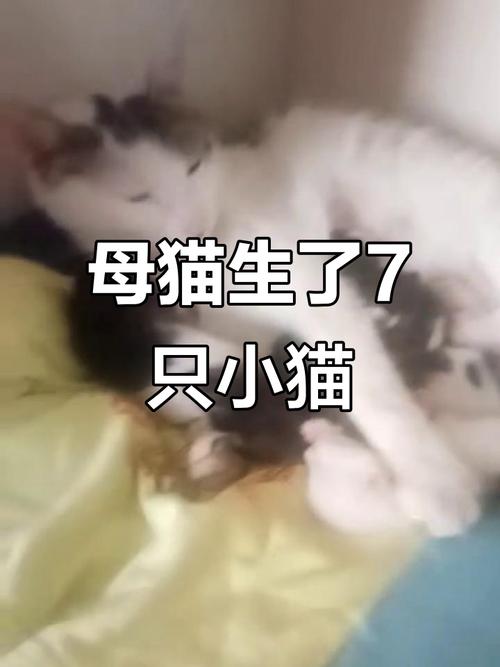 渐层母猫几个月可以怀孕